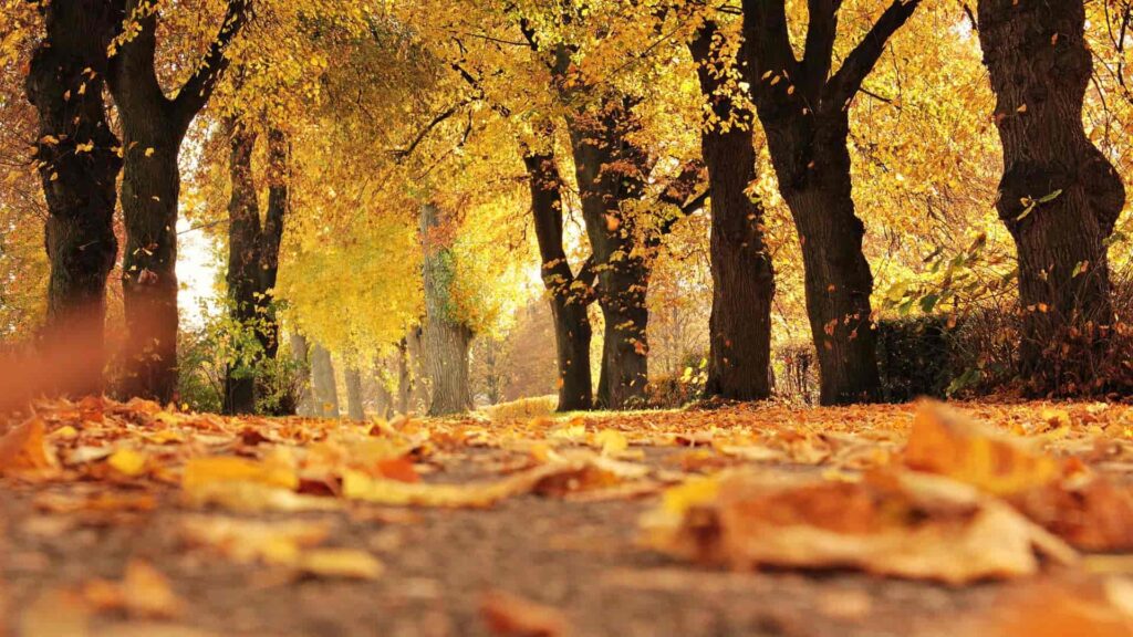In autumn, Naples lights up with warm colours and poetic atmospheres. Between the red leaves, golden sunsets and crisp air of the Gulf, the city offers breathtaking views. Without straying too far from the centre, the foliage takes centre stage in places rich in history and beauty.